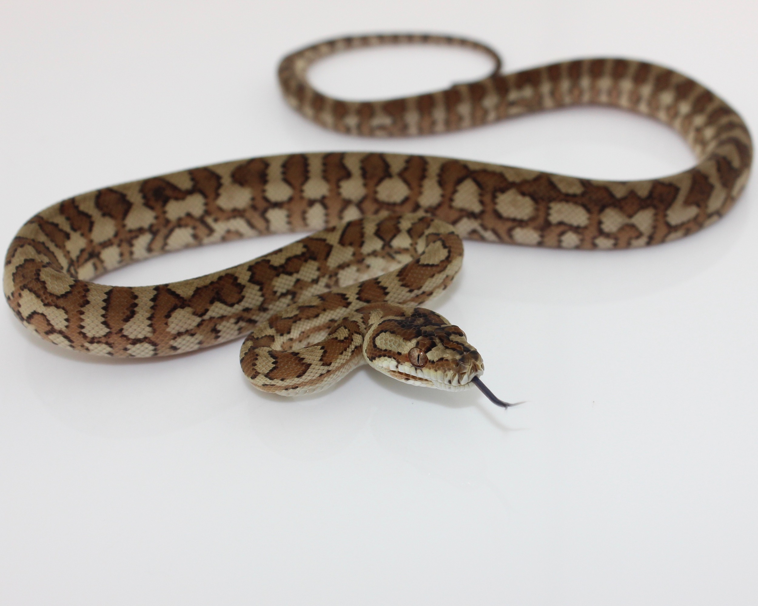 Caramel Coastal Carpet Python by Rogue-Reptiles