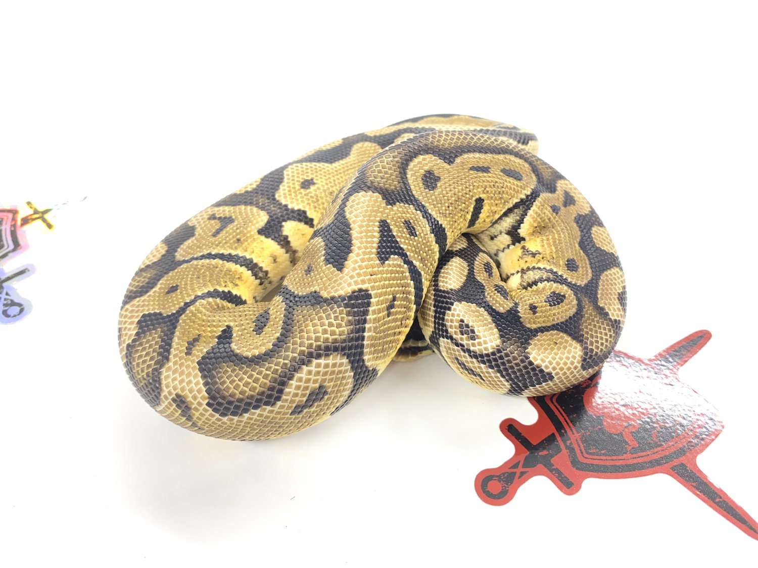 Pastel Joppa Ball Python by Ectothermic Dungeon