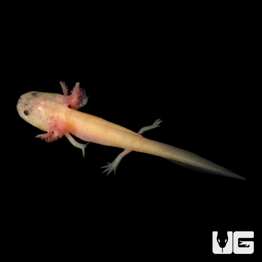 Leucistic Axolotl by Underground Reptiles
