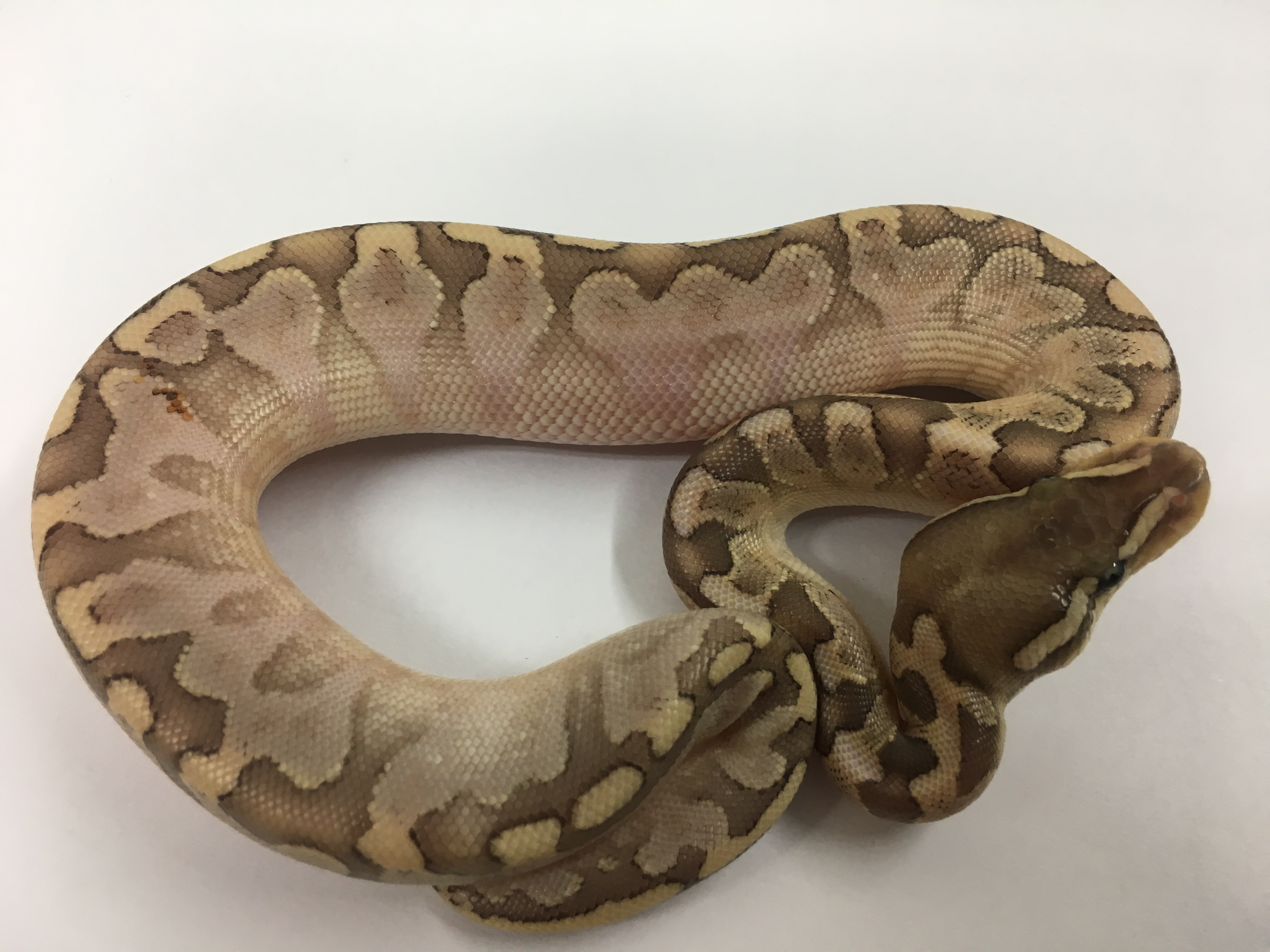 Bamboo Ball Python by America's Finest Balls (#99645)