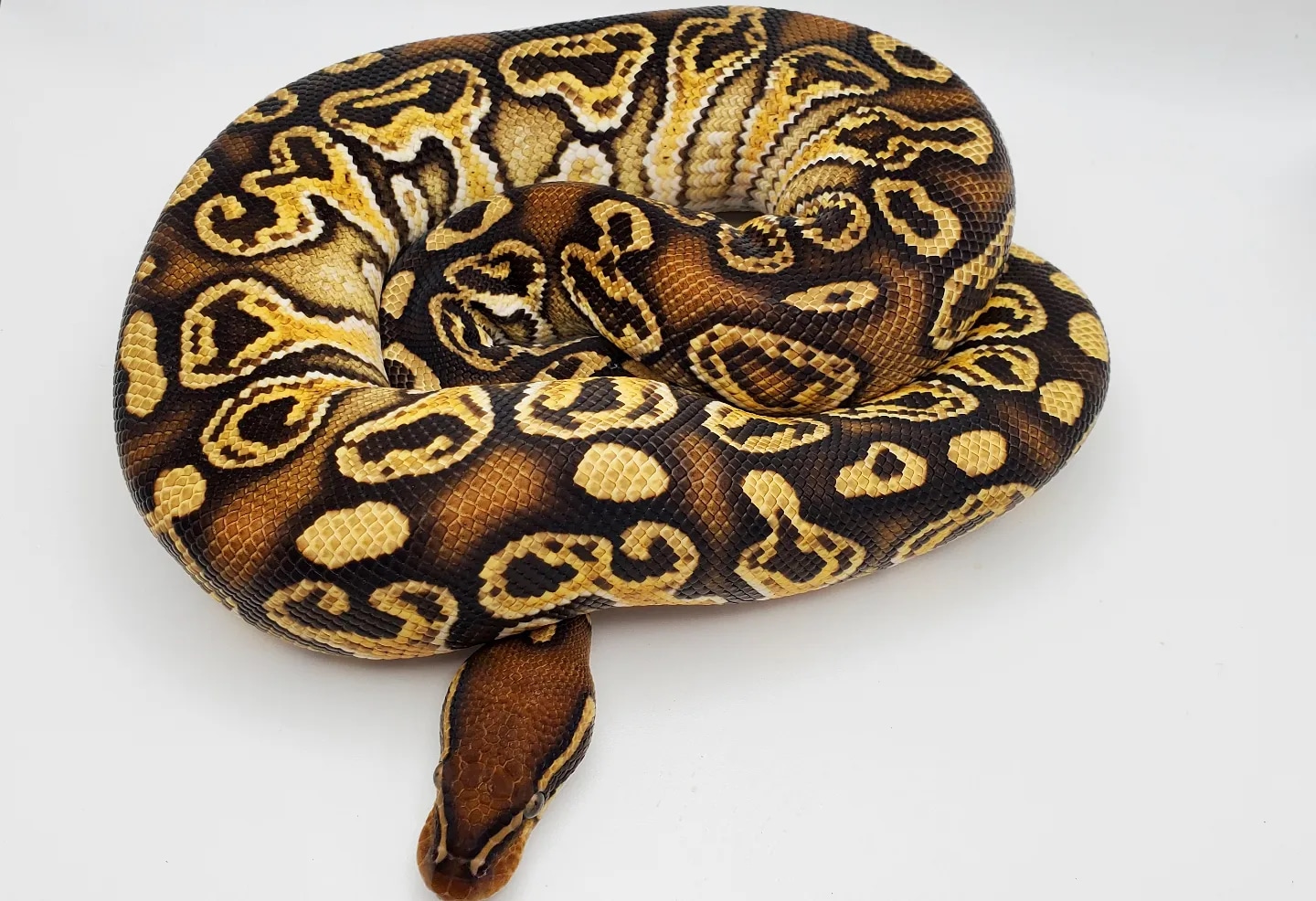 Blitzkrieg Special Ball Python by Double D Pythons