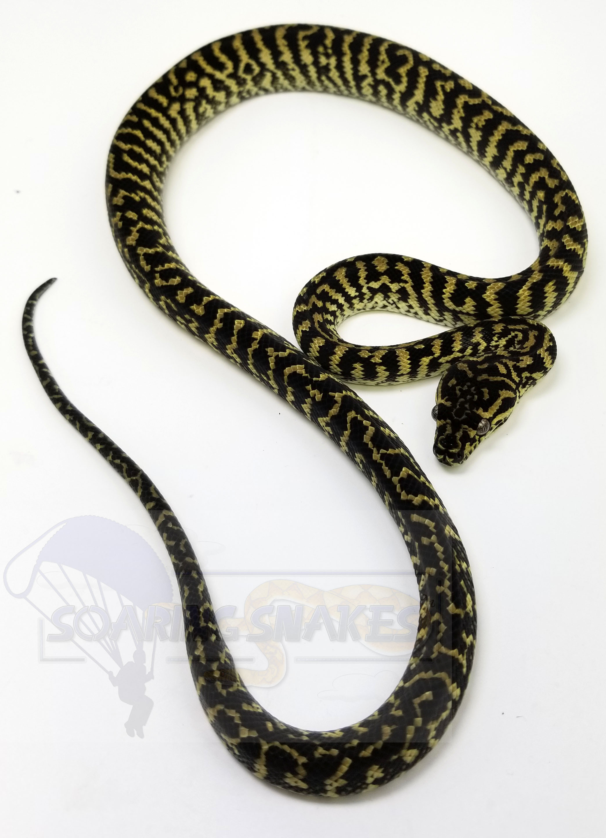 Zebra Other Carpet Python by Soaring Snakes