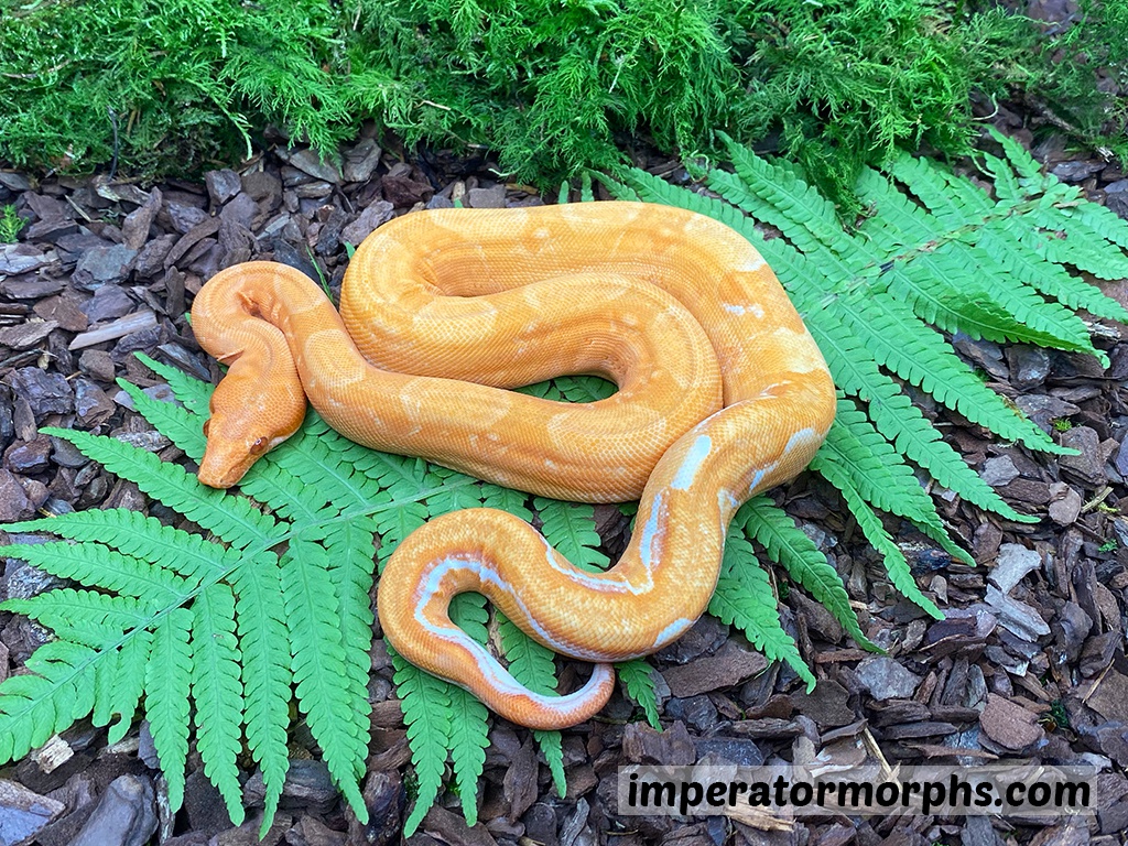 Sun Dragon Boa Constrictor by Imperatormorphs GbR