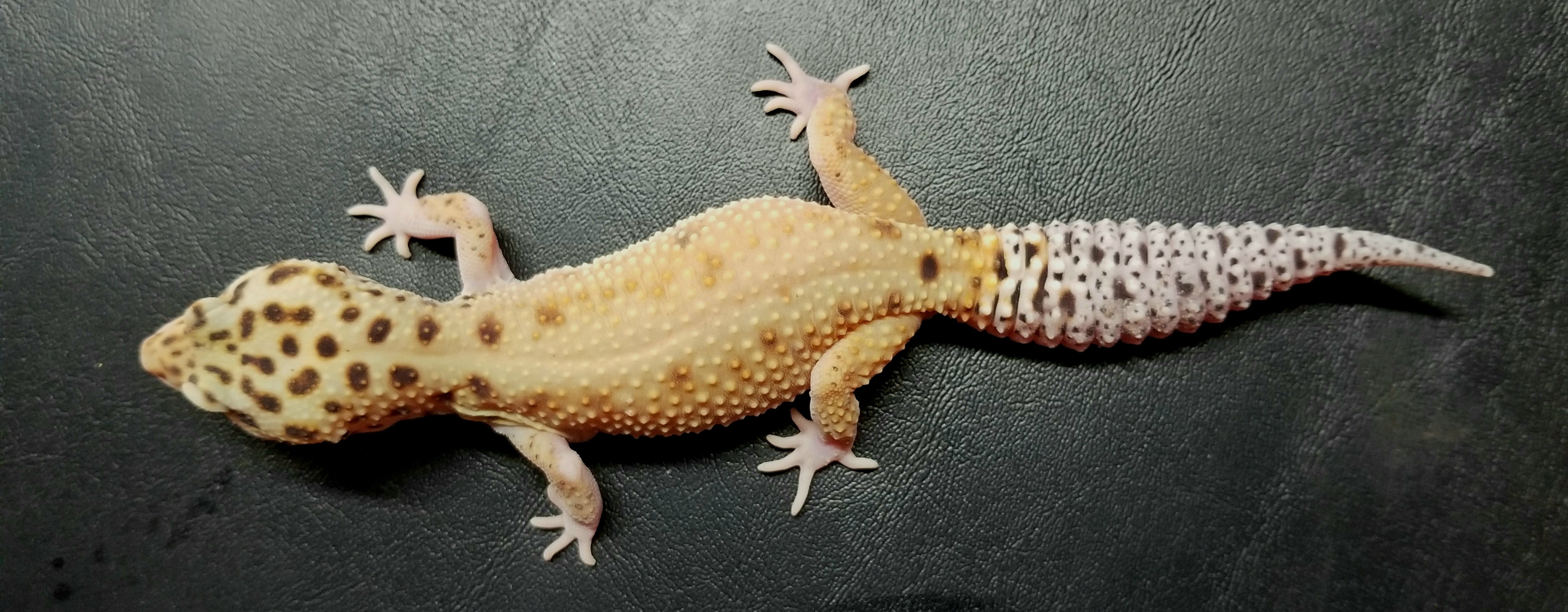 Eclipse Leopard Gecko by Newman Brothers Reptiles