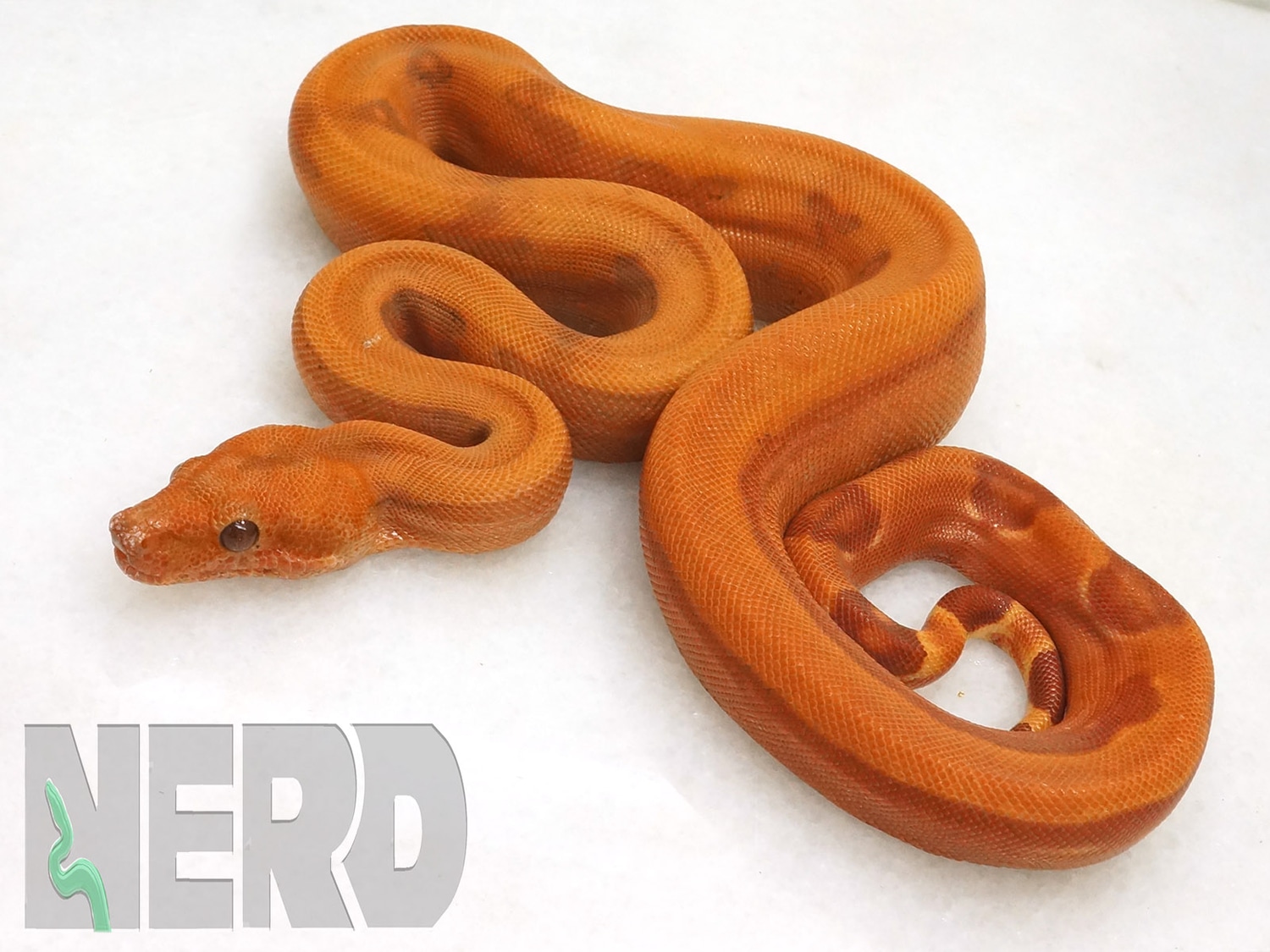 VPI Sunglow Blood Boa Boa Constrictor by New England Reptile Distributors
