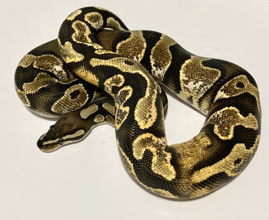 Calico By Boyz Ballz