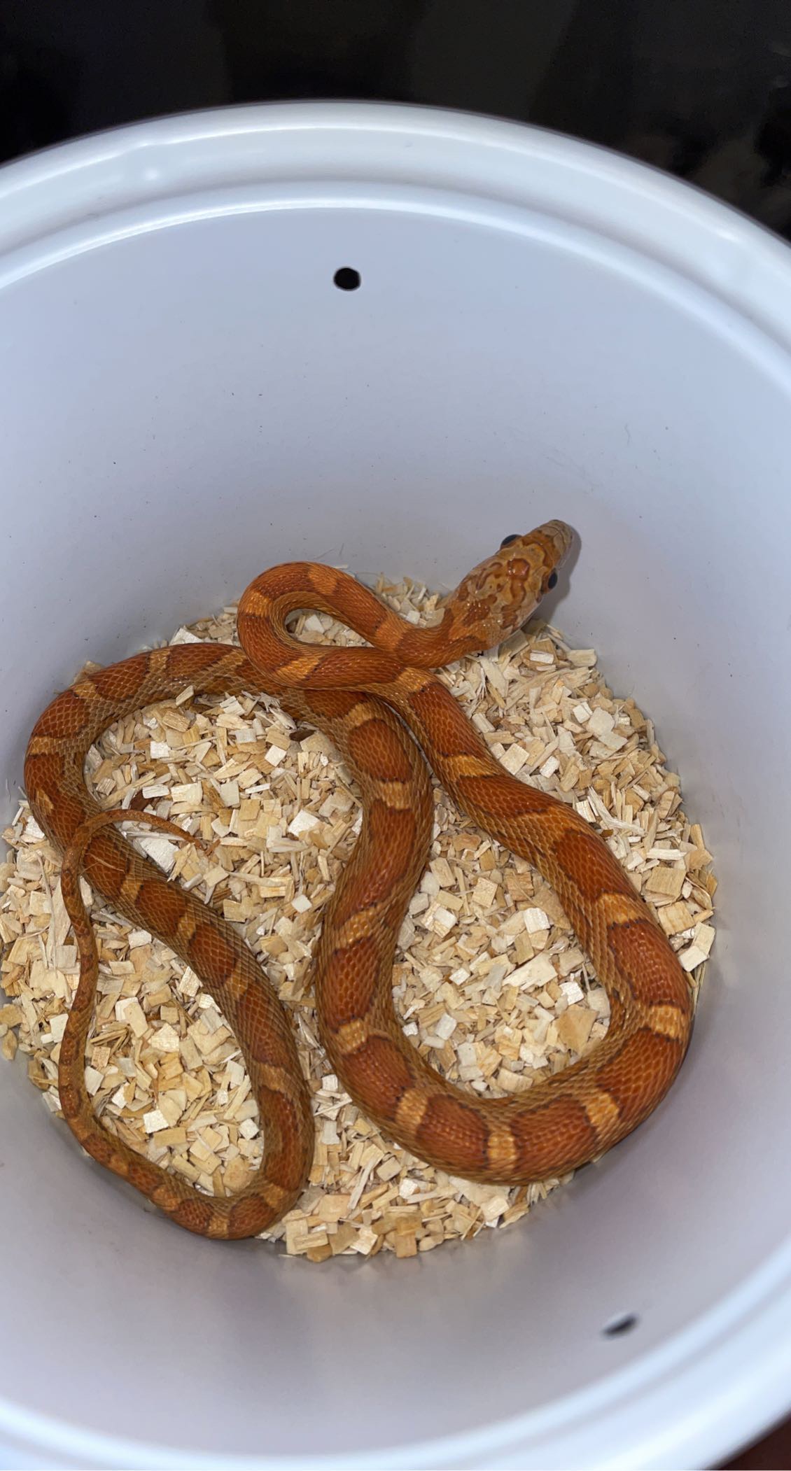 Sunkissed Corn Snake by MJS Reptiles