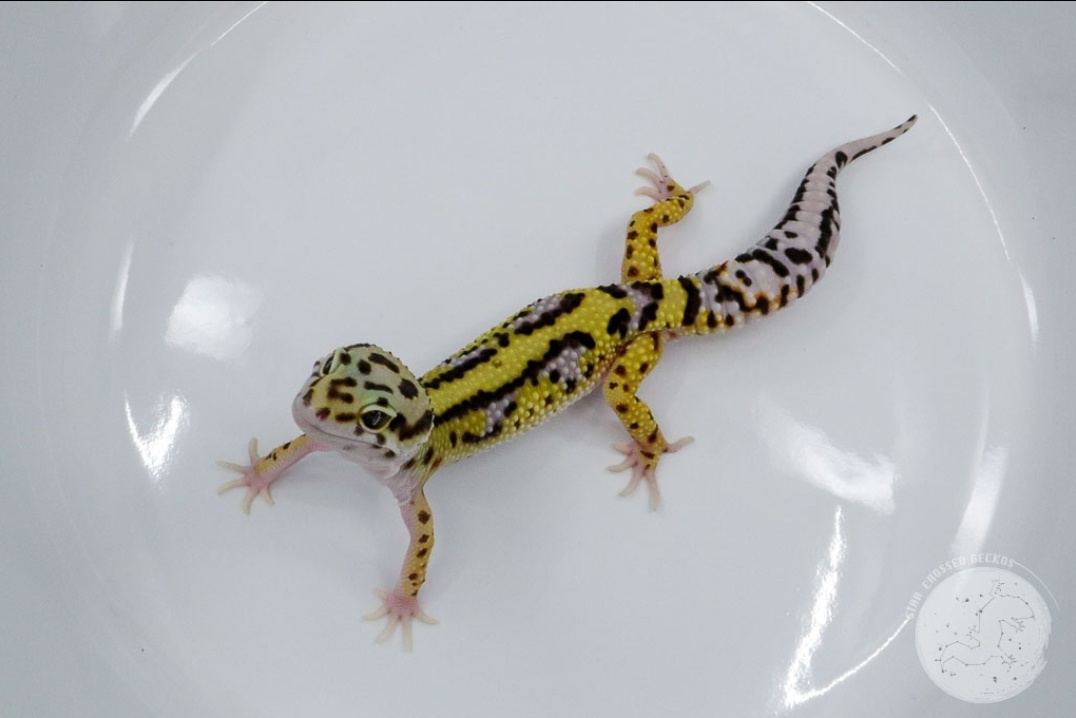 Lavender Bold Stripe Leopard Gecko by Star-Crossed Geckos