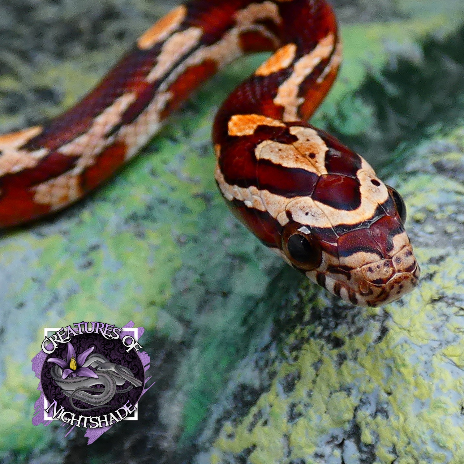 Classic Corn Snake by Creatures of Nightshade