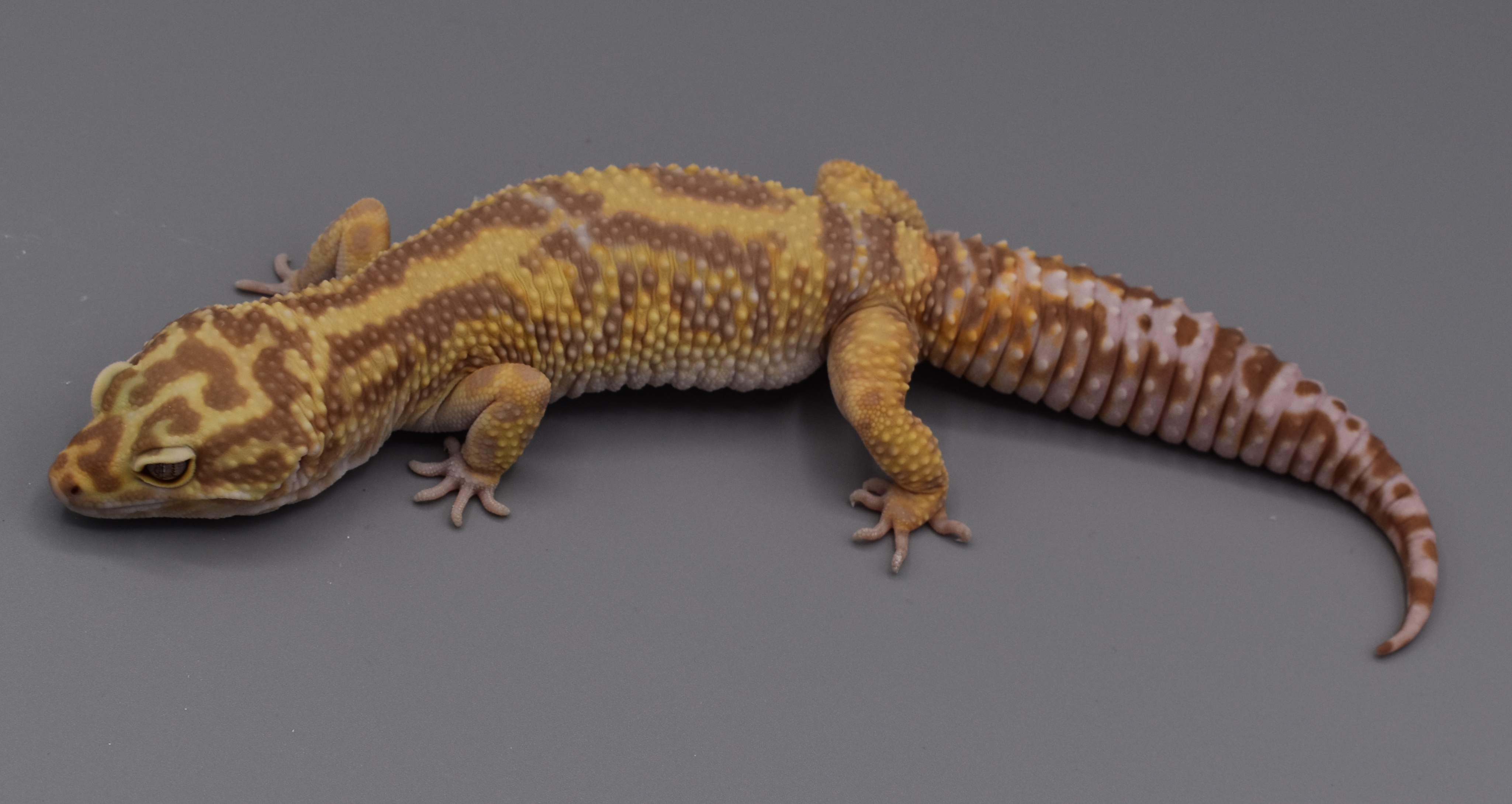 Tremper Leopard Gecko by KTReptiles