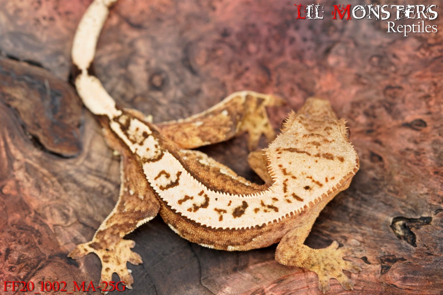 Creamsicle Crested Gecko by LIL MONSTERS Reptiles
