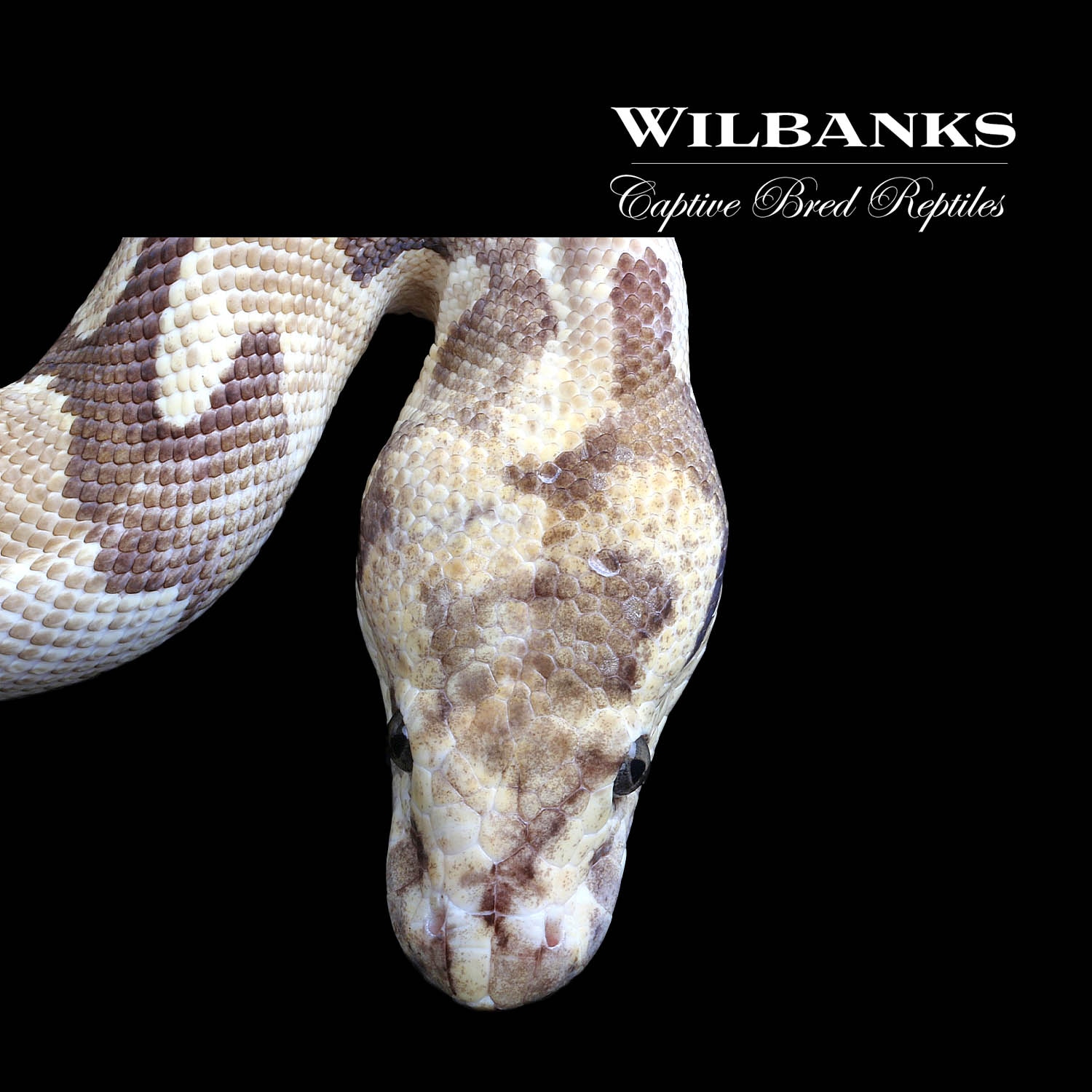 Fire Eclipse 100% Het, Clown Ball Python by Wilbanks Captive Bred Reptiles