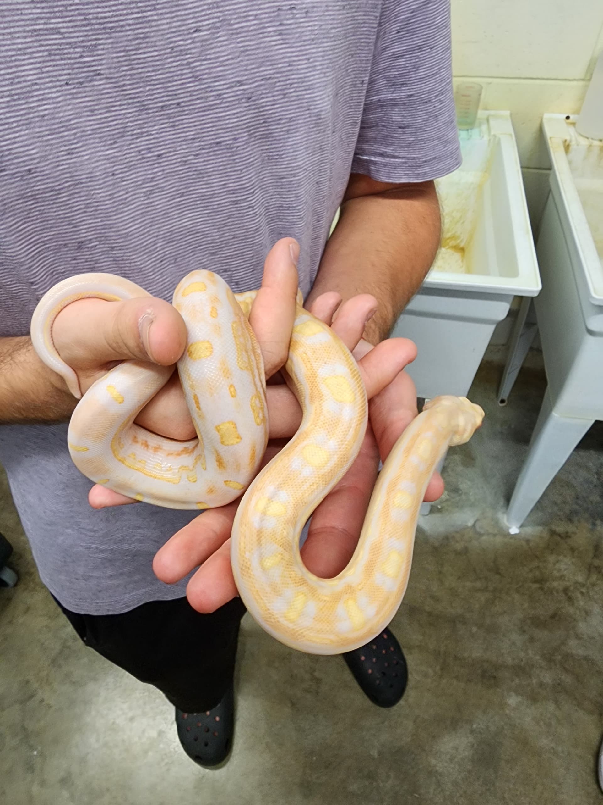 White snake turn yellow - Boa Constrictors - MorphMarket Reptile Community