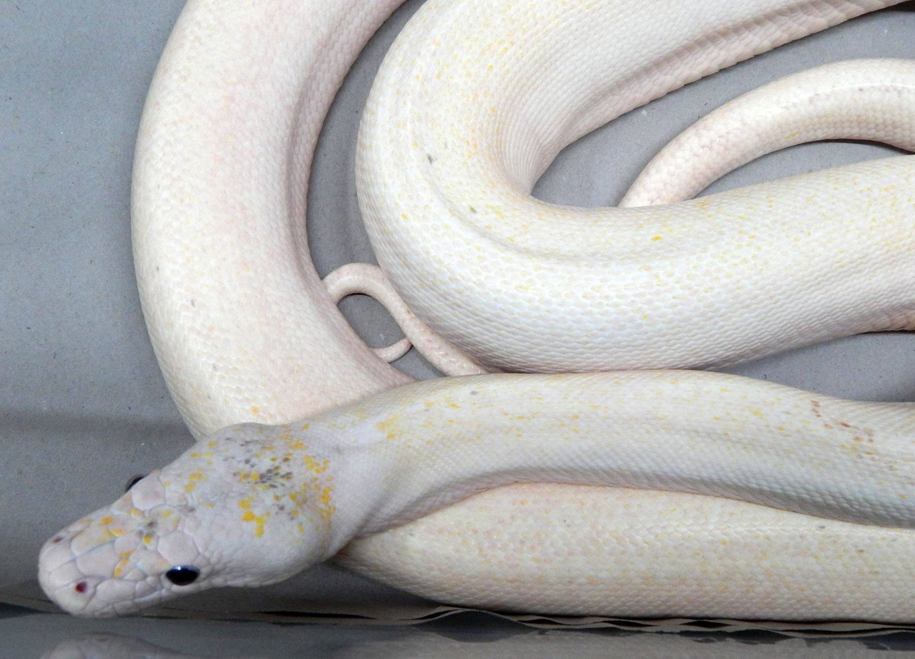 Ivory Reticulated Python by Mystic Reptiles, LLC