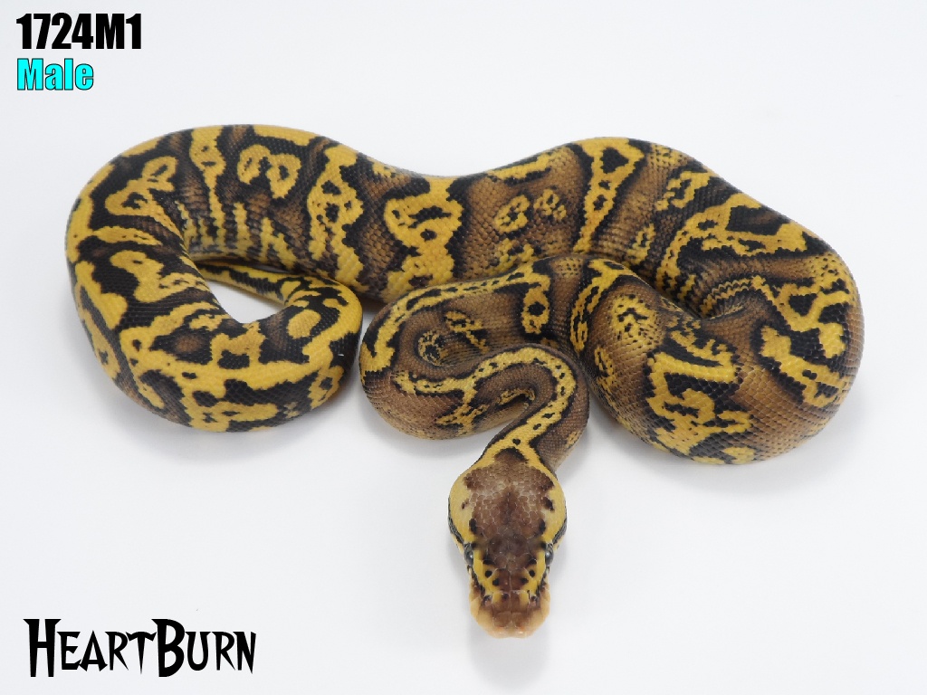 HeartBurn Ball Python by J-Royals Reptiles