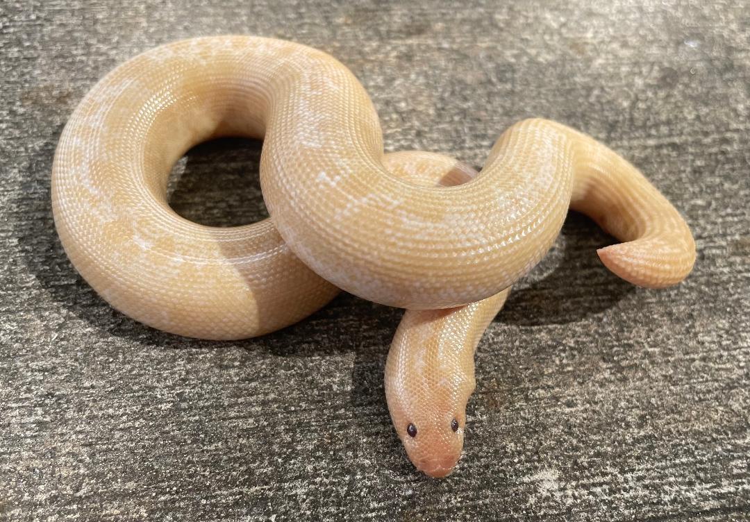 Snow Striped Kenyan Sand Boa by Snakes at Sunset