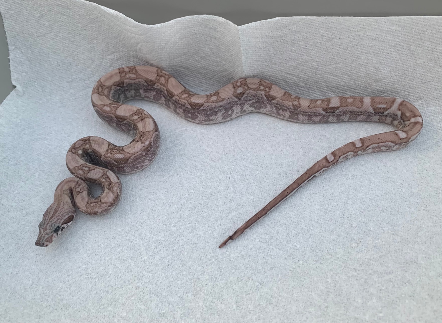 Aztec Carbon Ghost Het VPI T+ PH Type 1 Anery Boa Constrictor by Boaffliction.com