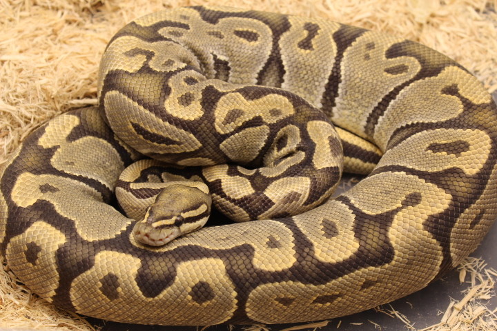 Orange Ghost Ball Python by Simply Pieds +