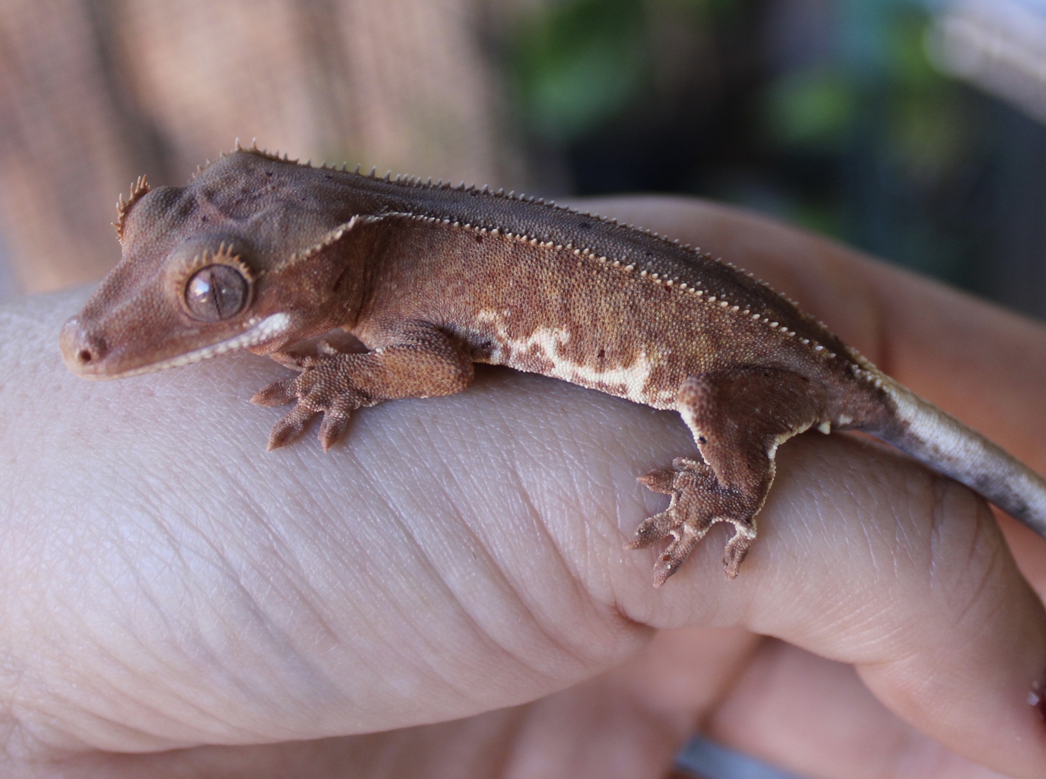 Red Dalmatian Phantom Lilly White Crested Gecko by CStar Cresties