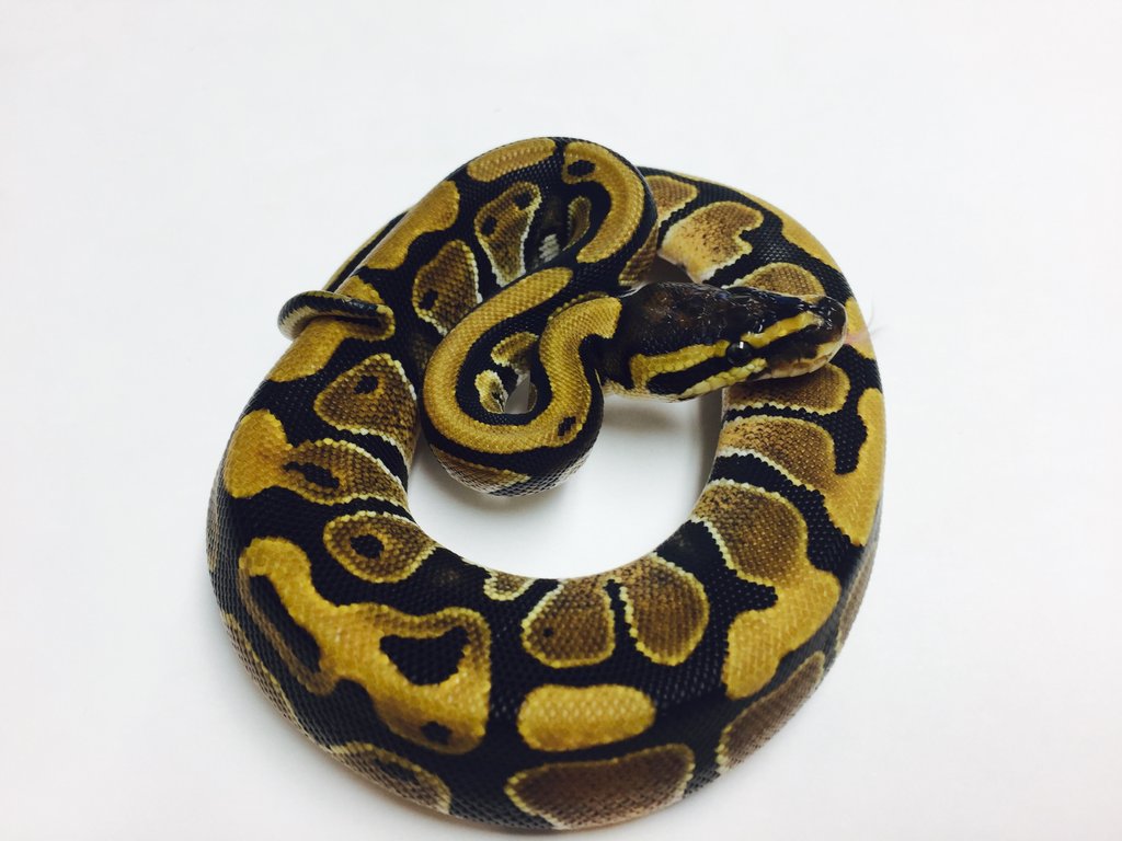 Honey Ball Python by BHB Reptiles