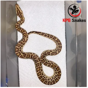 Hypo Burmese Python by KPG Snakes