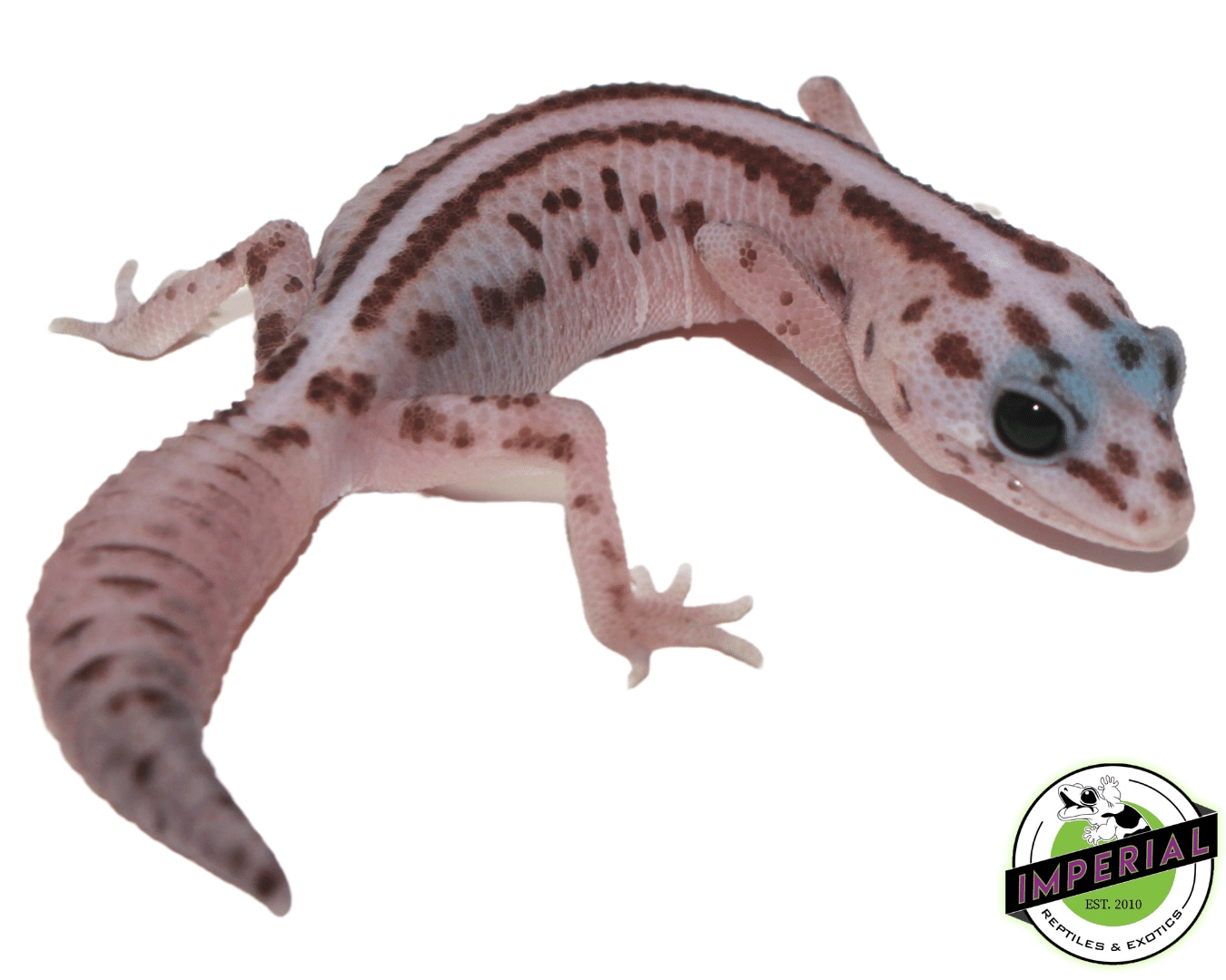 Striped Patternless Oreo Whiteout African African Fat-Tailed Gecko by Imperial Reptiles & Exotics, LLC
