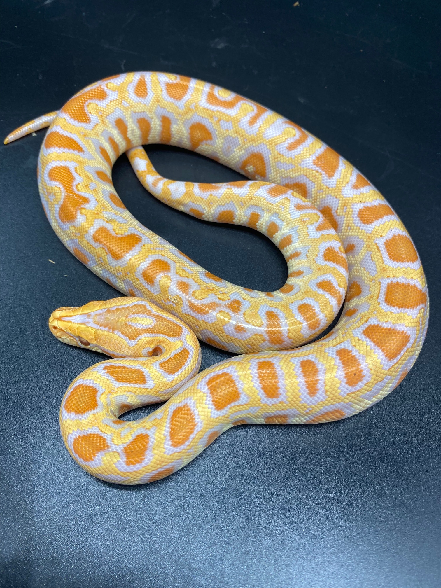 Albino Burmese Python by Major league exotic pets