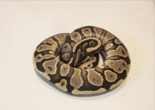 Flame Ball Python by Tropical Toms