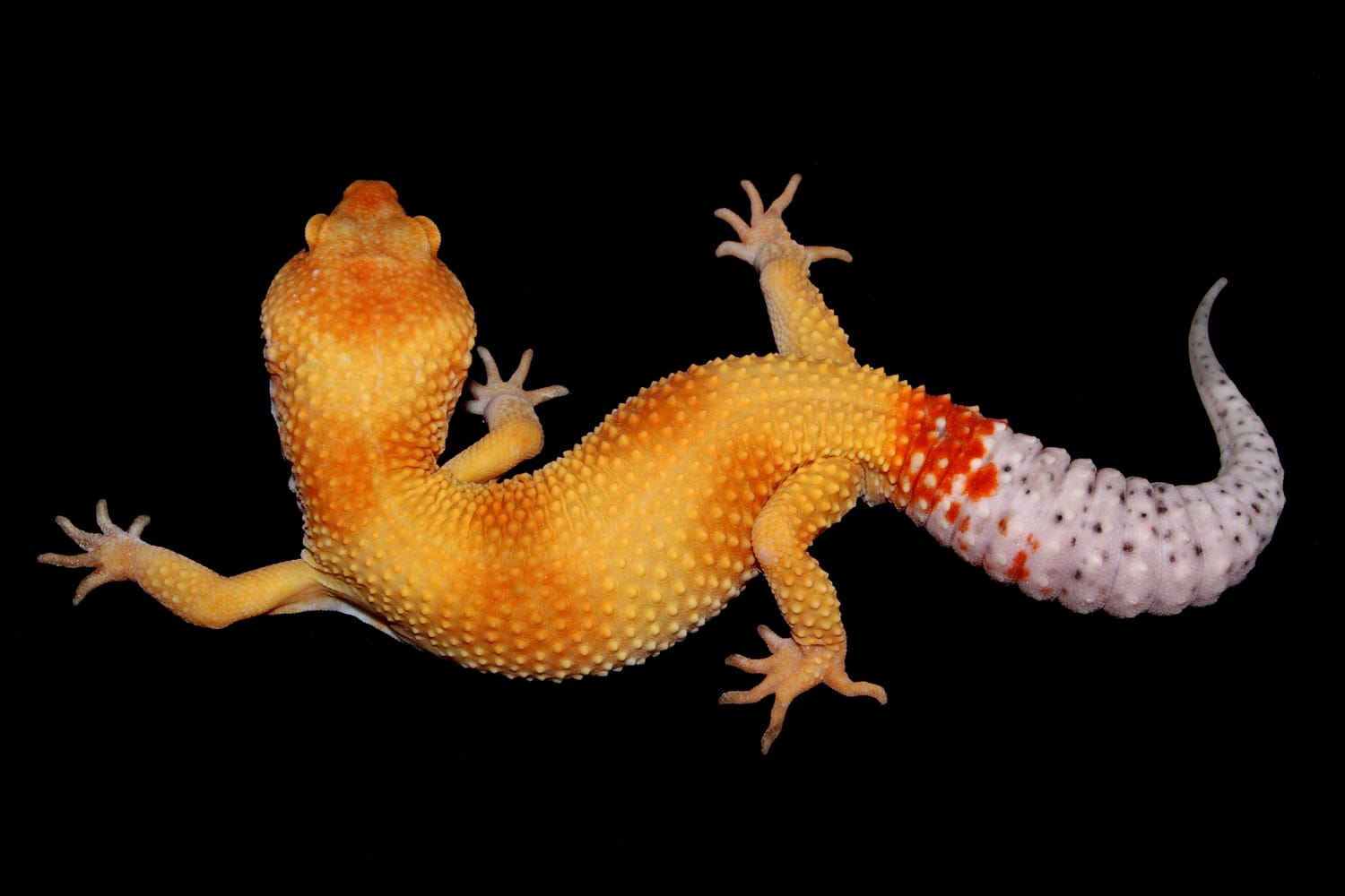 Mandarin Tangerine Enigma Het Smaug Leopard Gecko by Darling Geckos