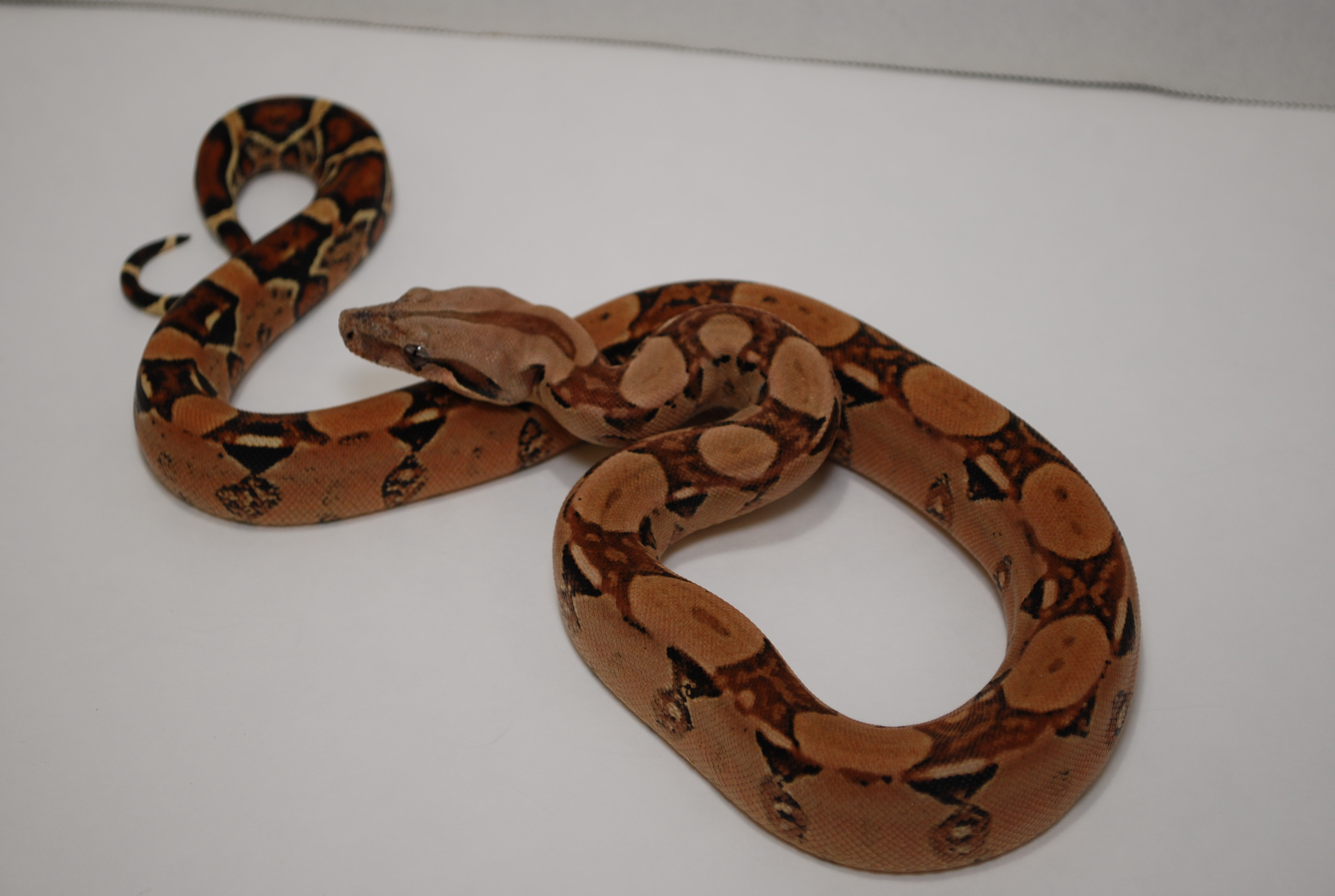 Squaretail Boa Constrictor by R And R Boas