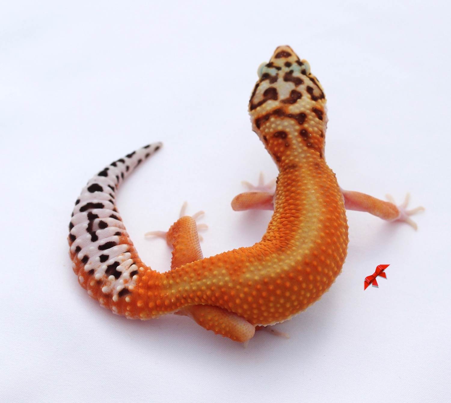 Reverse Stripe Extreme Emerine X G Leopard Gecko by Bold & Bright Geckos