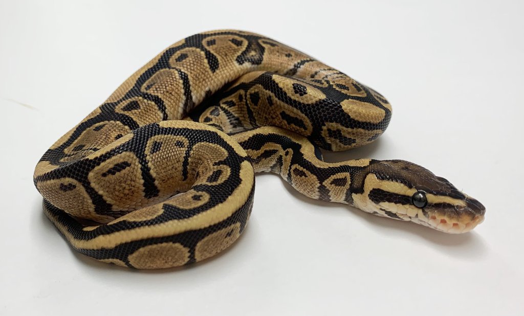 Fire Ball Python by BHB Reptiles