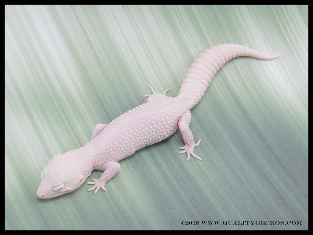 Snow Diablo Leopard Gecko by Quality Geckos