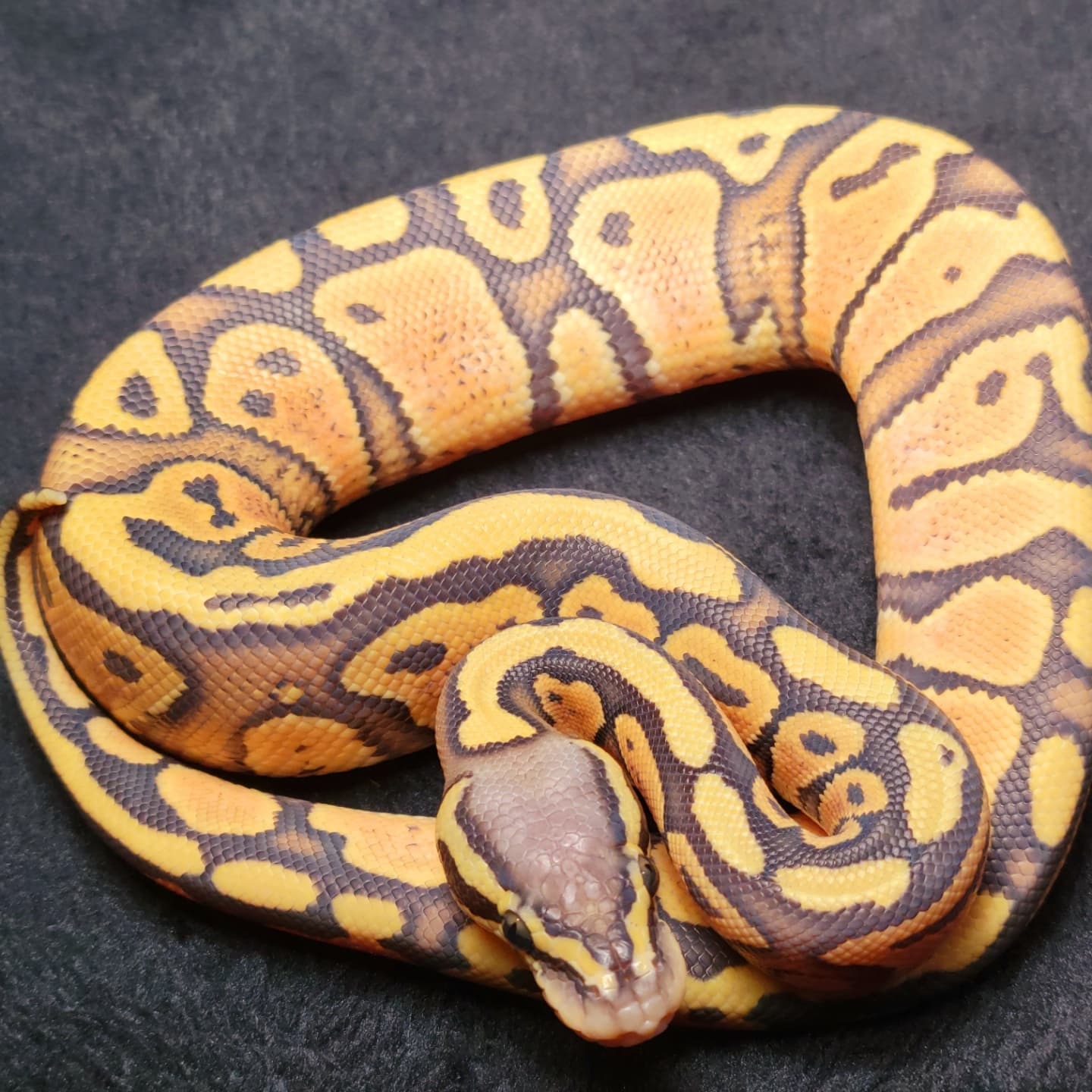 Pastel Vanilla Mandarin Ghost Ball Python by Old Dominion Reptiles