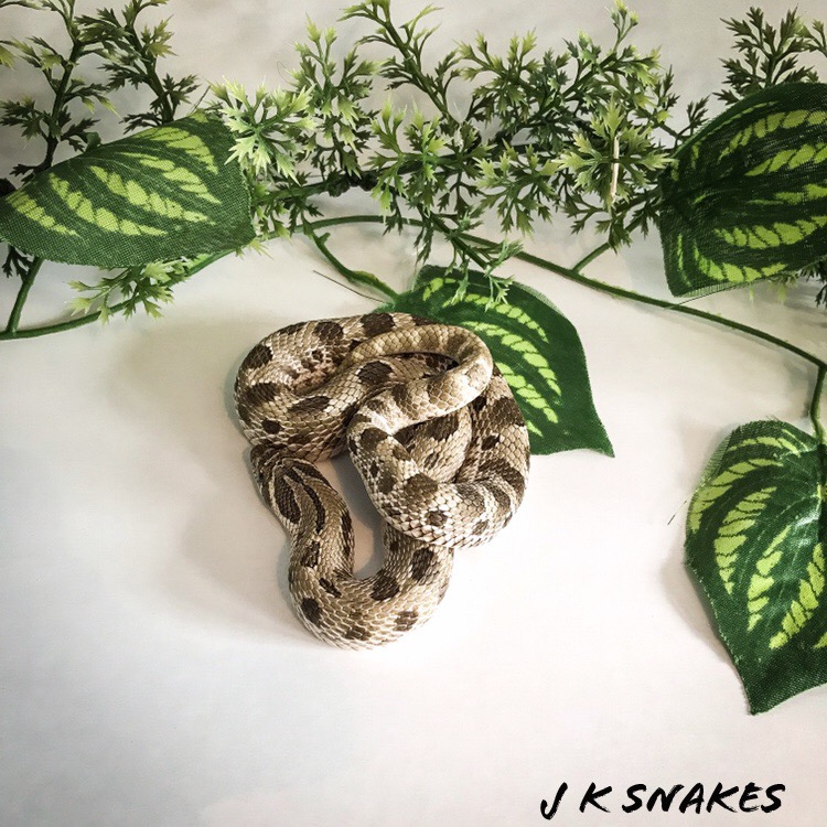 Anaconda Western Hognose by J K Snakes