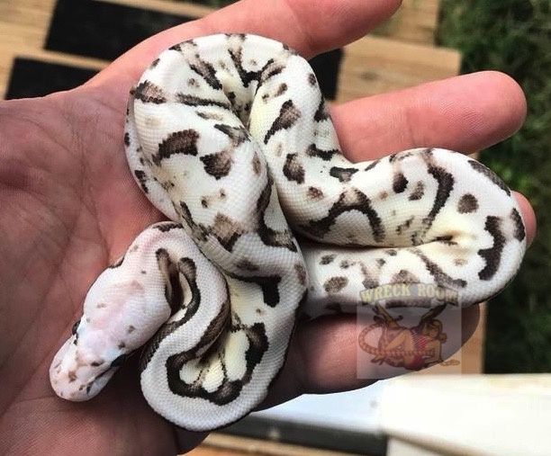 Scream Axanthic Ball Python by Wreck room snakes