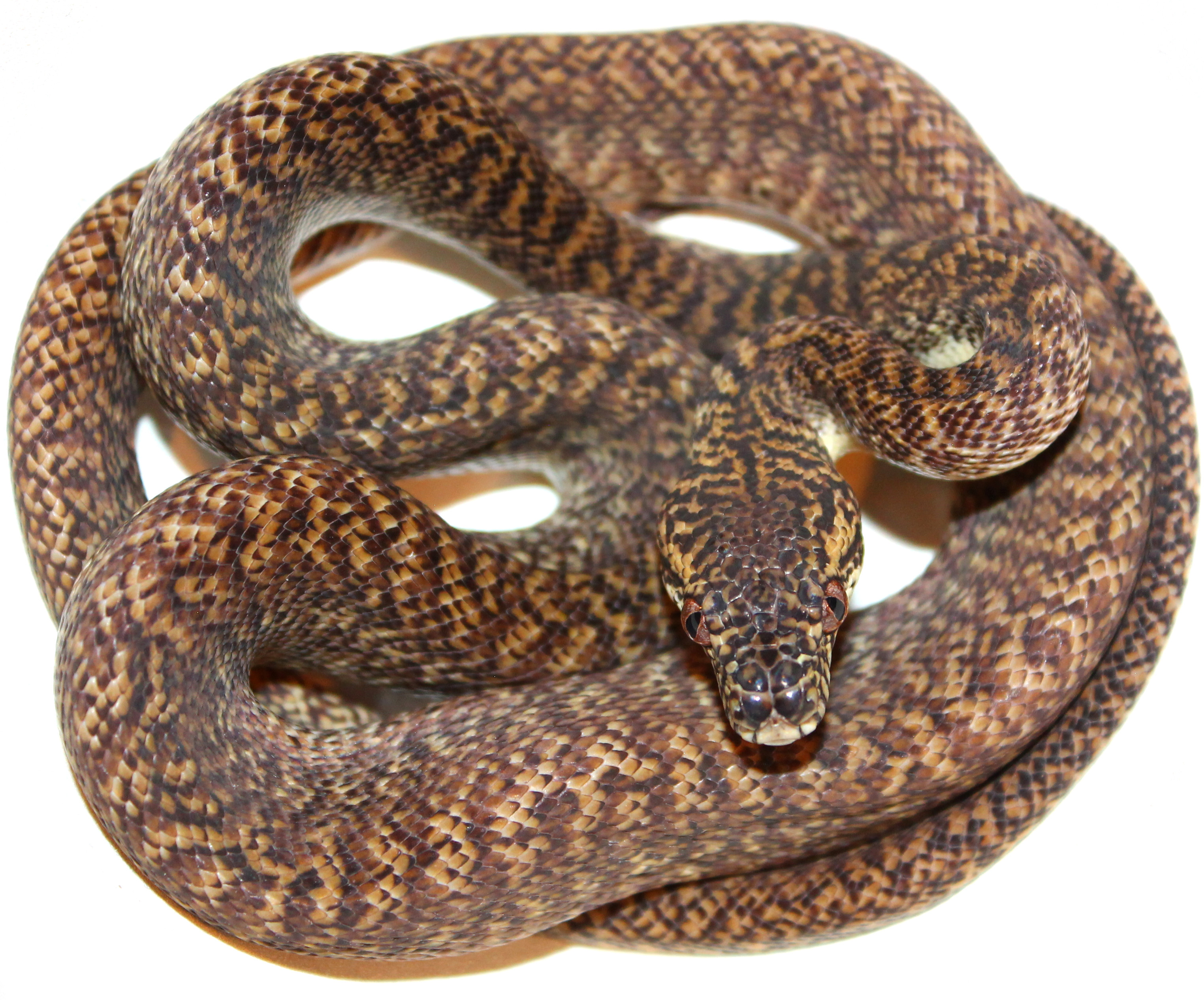 Granite Irian Jaya Carpet Python by Inland Reptile