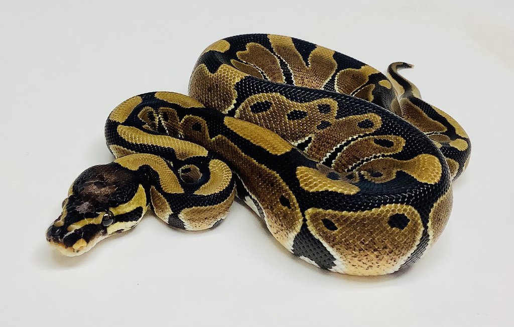 Scaleless Head Ball Python by BHB Reptiles