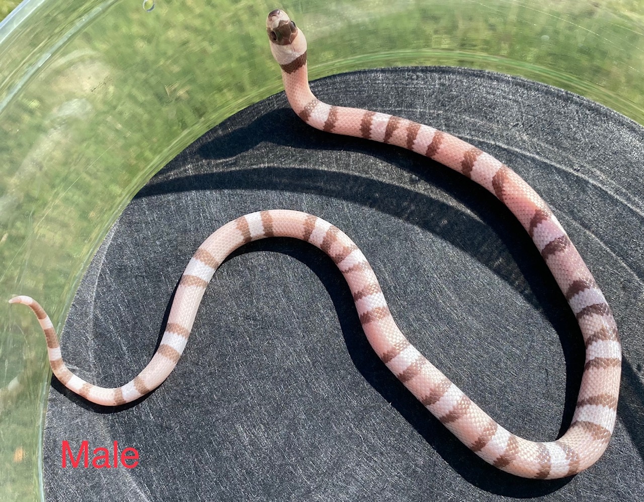 Ghost Het Albino Honduran Milk Snake by Shawn Wright Reptiles