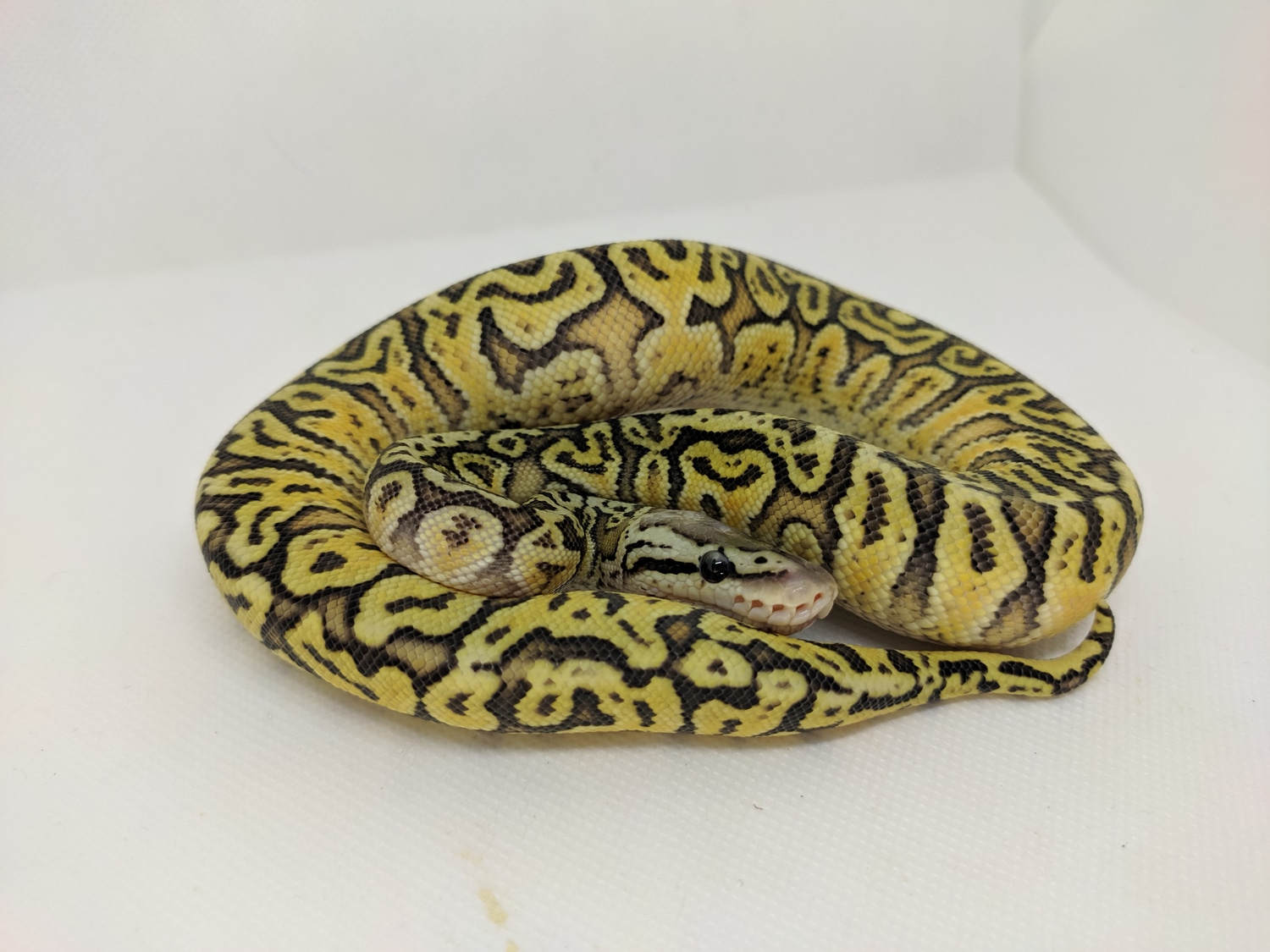 Super Pastel Fractal Special Hidden Gene Woma Yellow Belly Ball Python by Prodigious Pythons