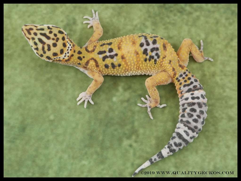 High Yellow Wild Type Leopard Gecko by Quality Geckos
