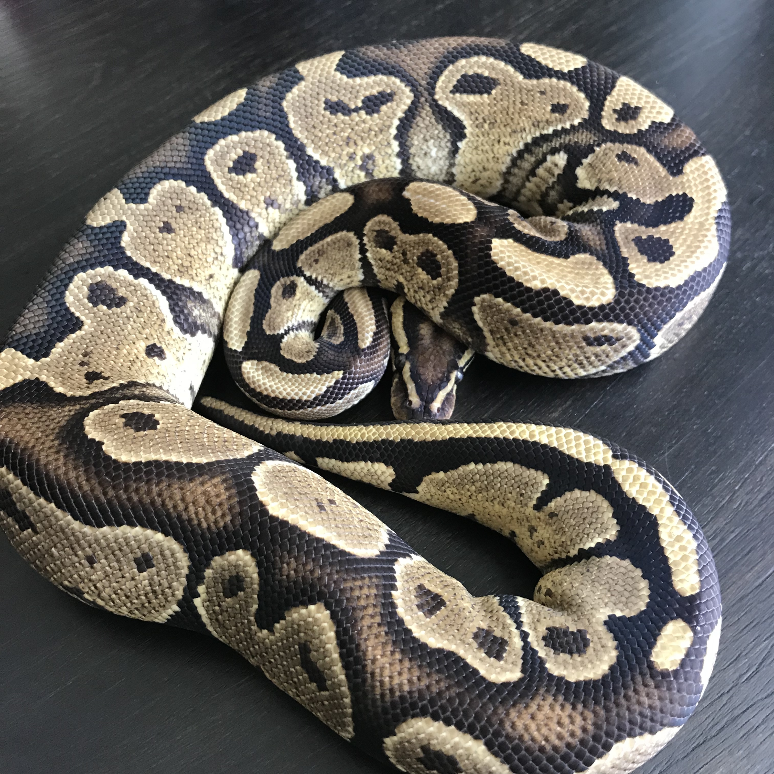 Sulfur Ball Python by Texas Belle Exotics