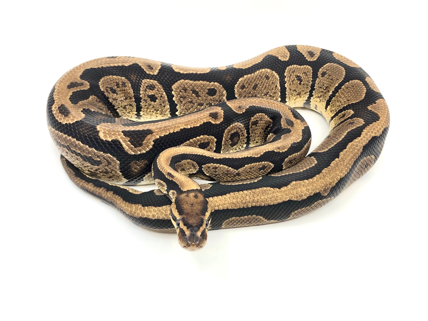 Striker Ball Python by Bushveld Reptiles