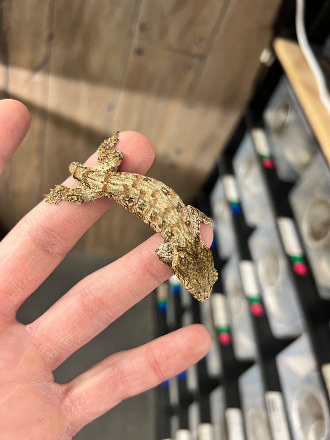 Nuu Ana - Unsexed Juvenile Incubated For Male Leachianus Gecko by Ridiculous Rhacs