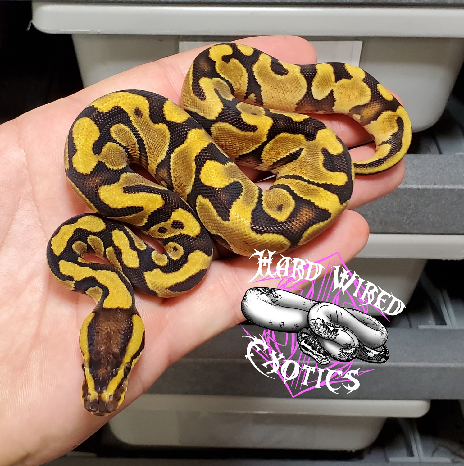 Jungle Woma Enchi YB 50% Pos Het Ghost Ball Python by Hard Wired Exotics