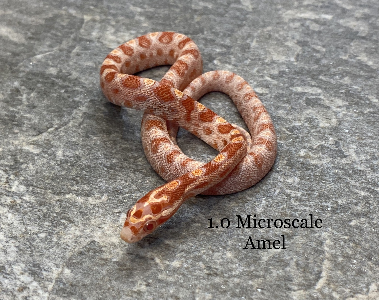 Microscale Amel 66% Het Anery, Motley Or Stripe Corn Snake by PrestigeCornsUK