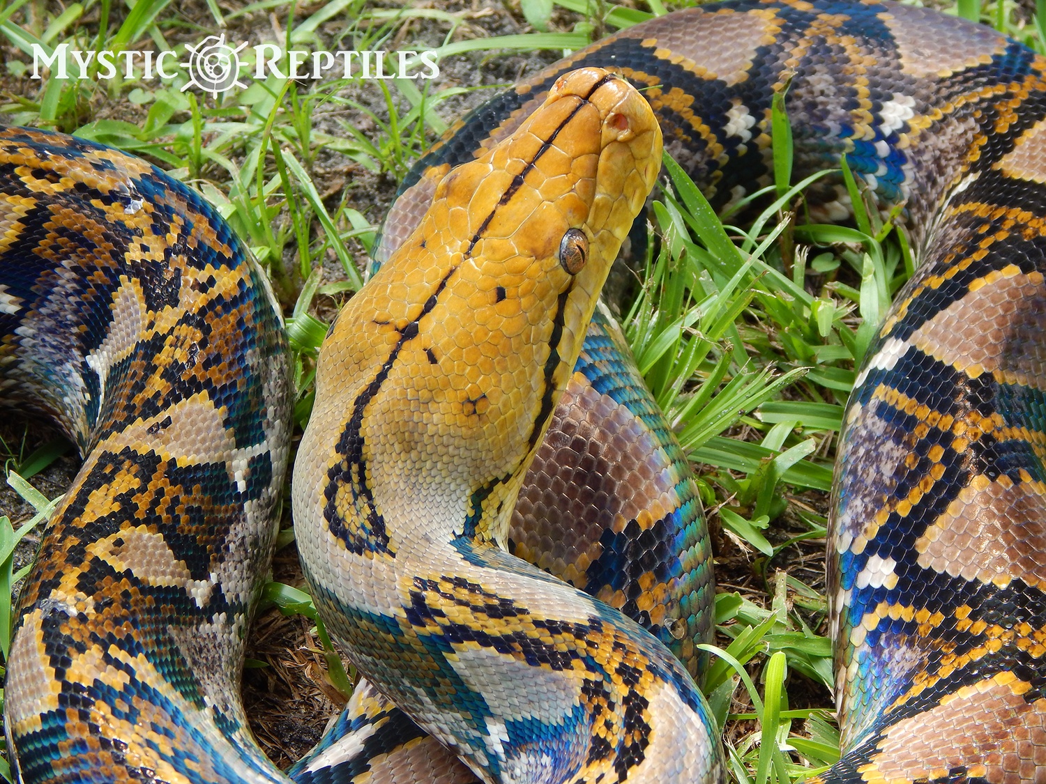 100% Pure Bali Yellowhead Reticulated Python by Mystic Reptiles, LLC