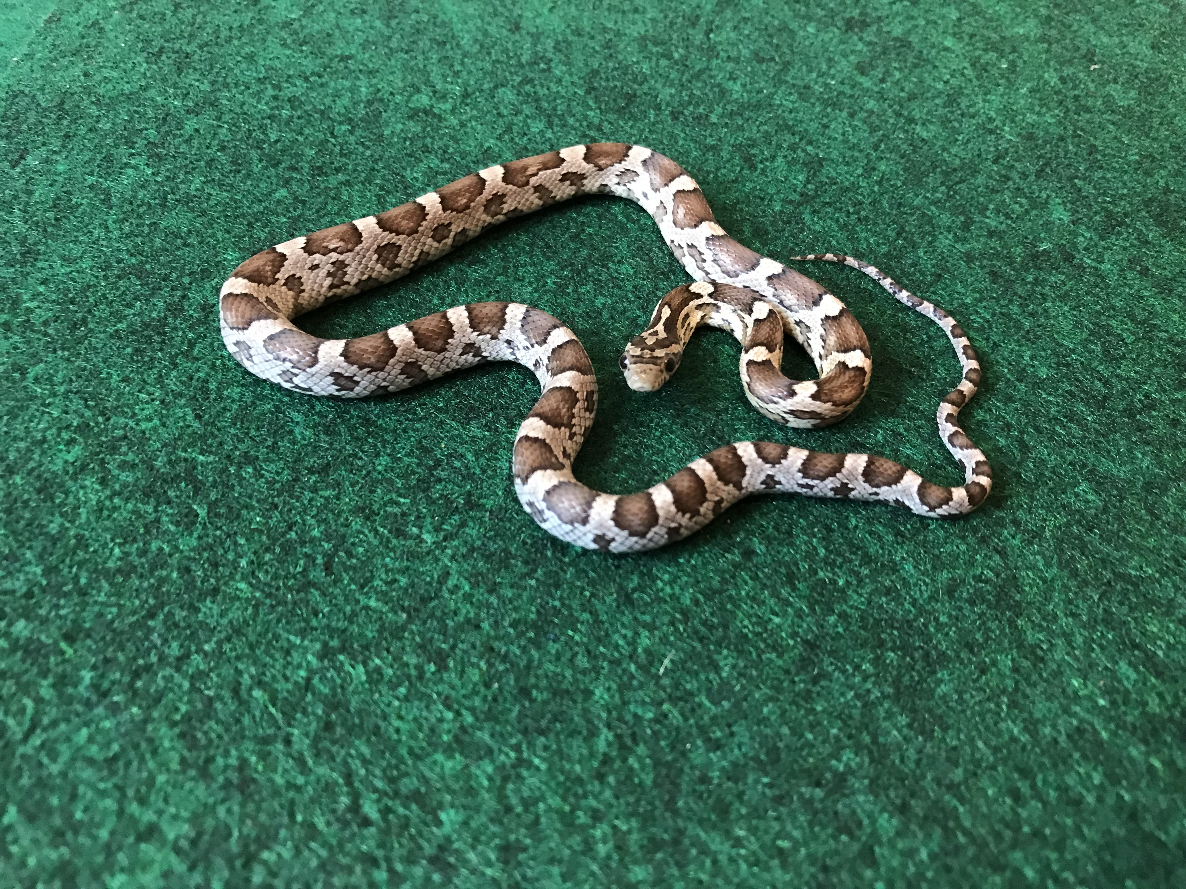 Anery Corn Snake by All About Beardeds