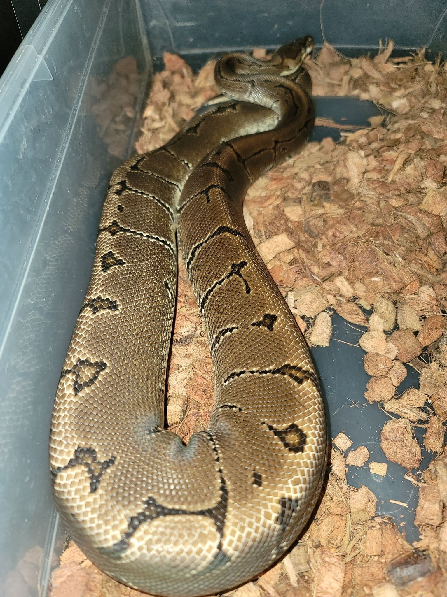 Freshly Shed Hatchling - Ball Pythons - MorphMarket Reptile Community