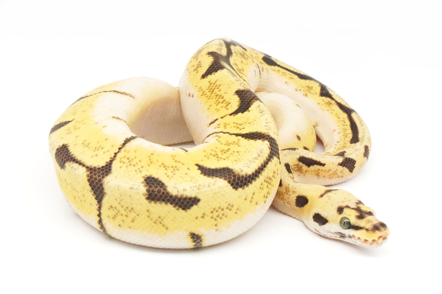 Bumble Bee Enchi EMG Het. Ghost Ball Python by New England Reptile Distributors
